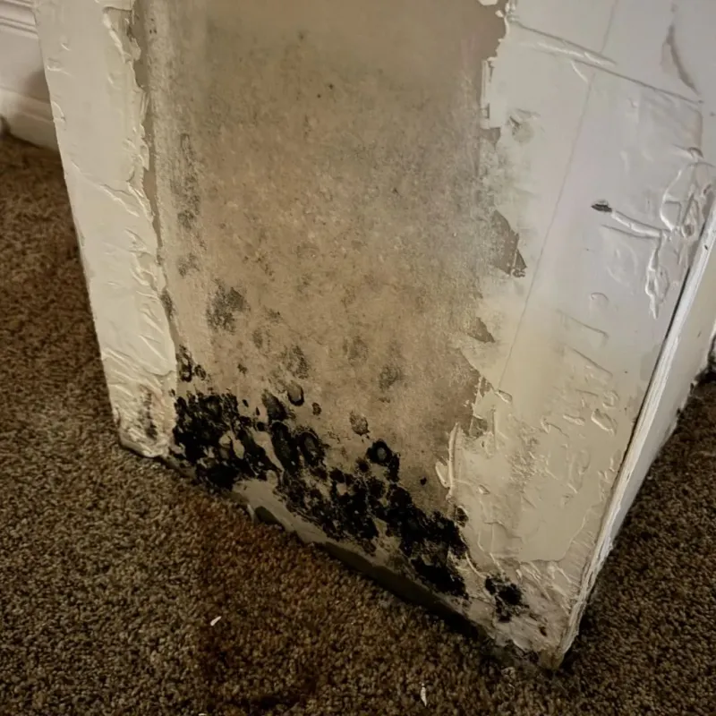 Professional Mold Removal in Moore County, TX